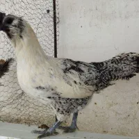 جوجه و تخم مرغ آبی و سبز (لاکنزی و امرکانا)|حیوانات مزرعه|قائمشهر, |دیوار