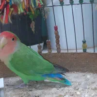 کوتوله برزیلی