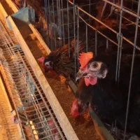 فروش مرغ رسمی|حیوانات مزرعه|مشکین‌دشت, |دیوار