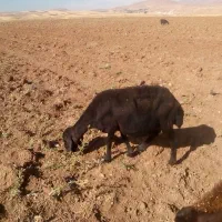 میش‌|حیوانات مزرعه|بستان آباد, |دیوار