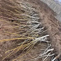 خرید اقساطی و تمام چکی نهال از نهالستان پاشاپور