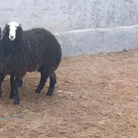 بره ماده ناب شال