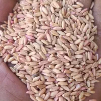 گندم بوجاری شده سم خورده