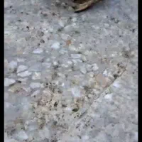 راهنمایی برای فلج شدن غاز