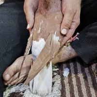 کبوتر سرخ دم سفید