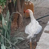 فروش جوجه لاری