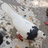گمشده طوقی