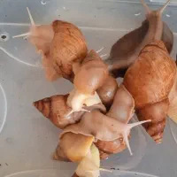 حلزون بالغ