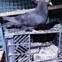 کبوتر بوشهری