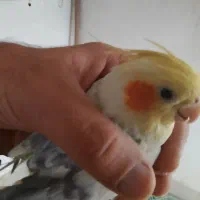 عروس|پرنده|سمیرم, |دیوار