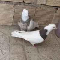 طوقی اجری وسرکه ای جفت