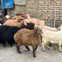 کاروانسرا افشار