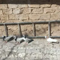 کفتر طوقی|پرنده|قم, باغ شریفی|دیوار