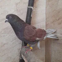 کفتر پرشی