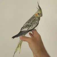 عروس هلندی ۳ ماهه نیمه اهلی