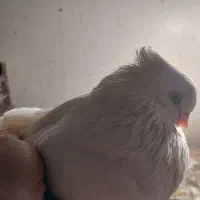 چشم و نوک سفید (اراکی )|پرنده|مرند, |دیوار