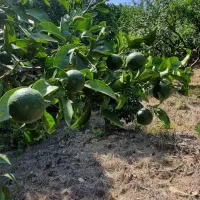 فروش باغ نارنگی با ویو زیبا|فروش زمین و ملک کلنگی|پایین هولار, |دیوار