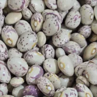 لوبیا چیتی بذر سده  بوجار شده