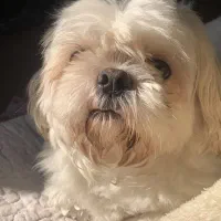 واگذاری سگ خونگی