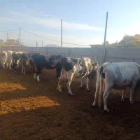 گاو شیری و تلیسه صنعتی