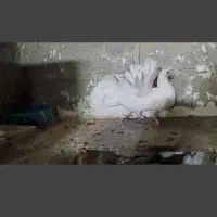 جفت دم چتری . طوقی|پرنده|مهر, |دیوار