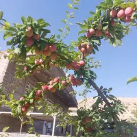 باغشهر-کلستان-کلسون
