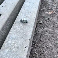 پایه بتنی پایه بتونی پایه فنس بتنی|مصالح و تجهیزات ساختمان|لاهیجان, لیل|دیوار