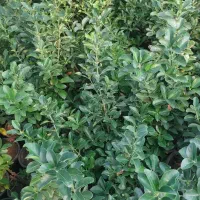 درخت تزئینی و بابا آدم|گل و گیاه طبیعی|شیراز, میرزاکوچک خان|دیوار