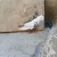 کبوتر امیدیه|پرنده|امیدیه, |دیوار