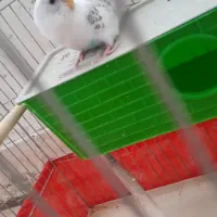 مرغ عشق معاوضه هم میکنم