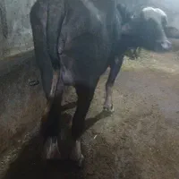 گاومیش نوبار|حیوانات مزرعه|قصابه, |دیوار