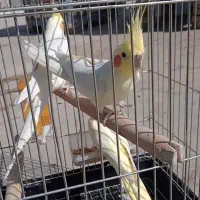 عروس هلندی|پرنده|محمدشهر, محمدشهر|دیوار