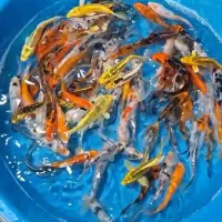 ماهی سه گر اصل 3 تا 6 بند انگشت مخلوط