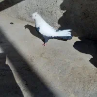 کبوتر سینه دمسیاه|پرنده|لالجین, |دیوار