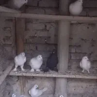 کبوتر|پرنده|تبریز, |دیوار