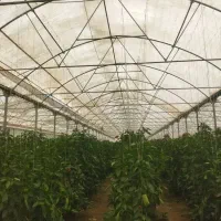 پلاستیک گلخانه