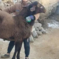 دوراس بره قوچ همو ویک راس هترو