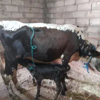 گاو با گوساله نر