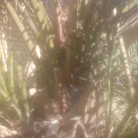 انجام امور باغبانی