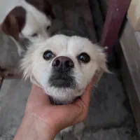 سگ پاکوتاه|سگ|چهارباغ, |دیوار