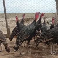 بوقلمون و غاز جوانه