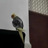 گمشده فراری|حیوانات|میناب, |دیوار