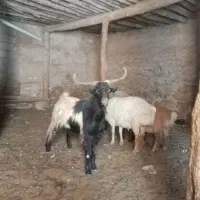 نر بز گله گرد 1300000|حیوانات مزرعه|آشخانه, |دیوار