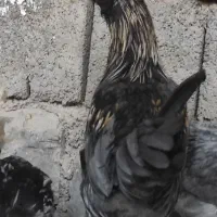 باسلام خروس ونیمچه وارگ گلین|حیوانات مزرعه|گچی, |دیوار