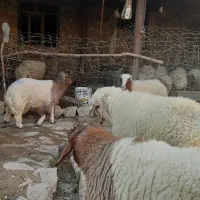 تعدادی بره نر و ماده نازار