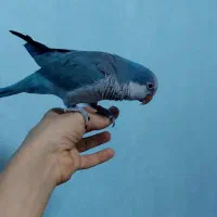 راهب ماده بالغ