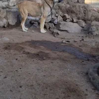 سگ ماده سرابی|سگ|اردبیل, |دیوار
