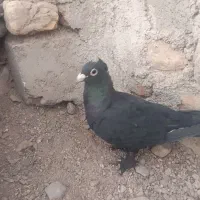کبوتر زاغ