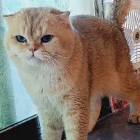 اسکاتیش گلد وارداتی از