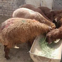 ۱۳بره سبک وزن ۳۰تا۳۵